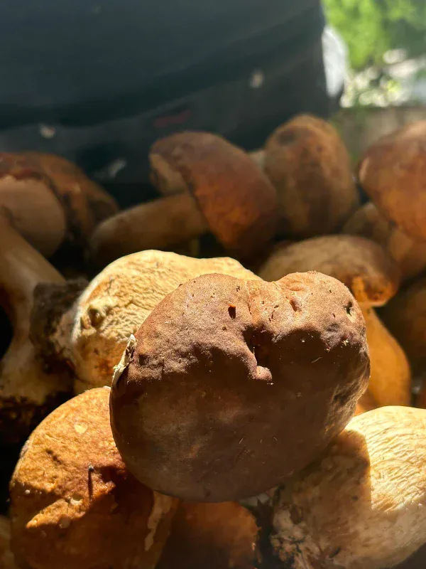 Immagine ricetta Salamella al sugo